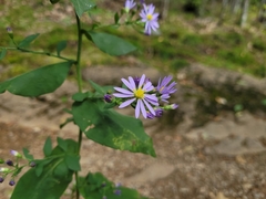Symphyotrichum undulatum