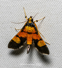 Aethaloessa