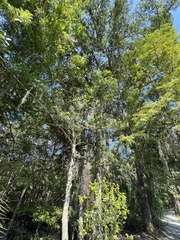 Quercus laurifolia