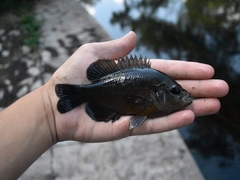 Lepomis miniatus