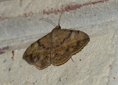 Anticarsia gemmatalis