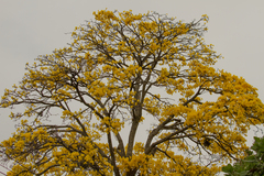 Handroanthus umbellatus