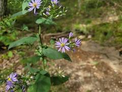 Symphyotrichum undulatum