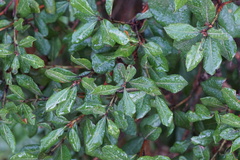 Lyonia ferruginea