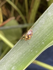 Chinavia marginata
