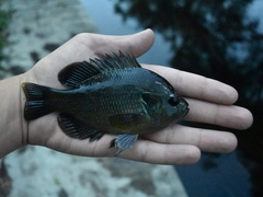 Lepomis miniatus