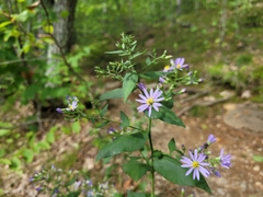 Symphyotrichum undulatum