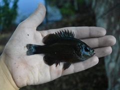 Lepomis miniatus
