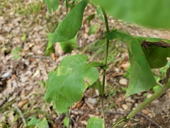Symphyotrichum undulatum