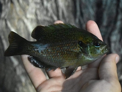 Lepomis miniatus