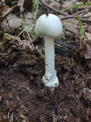 Amanita gwyniana