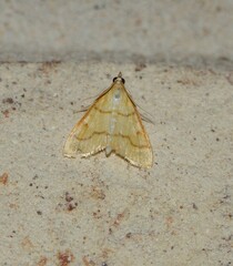Pyraustini