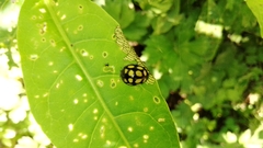 Epilachna mexicana
