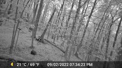 Odocoileus virginianus