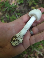 Amanita gwyniana