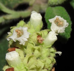 Varronia curassavica