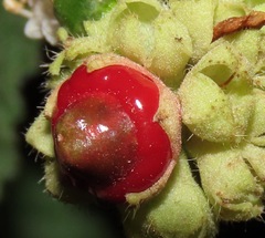 Varronia curassavica