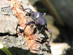 Rhyephenes humeralis