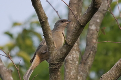 Rauenia bonariensis