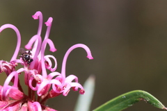 Tetragonula carbonaria
