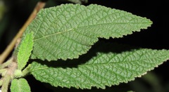 Varronia curassavica