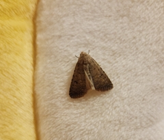 Caradrina clavipalpis