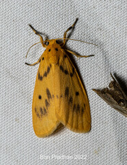 Miltochrista undulata