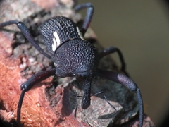 Rhyephenes humeralis