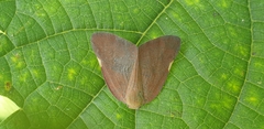Ricania sublimata