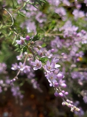 Philotheca spicata