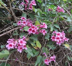 Bignoniaceae
