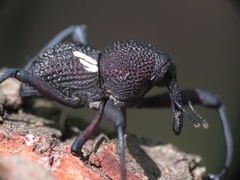 Rhyephenes humeralis