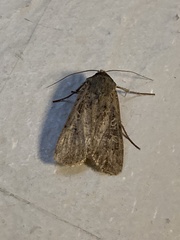 Peridroma saucia