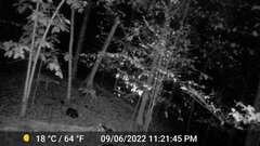 Odocoileus virginianus