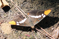 Adelpha californica