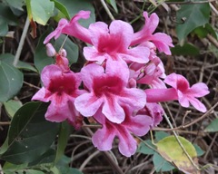 Bignoniaceae