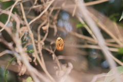 Neoxylocopa