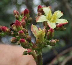 Jatropha