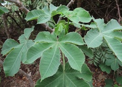 Jatropha