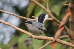 Polioptila dumicola