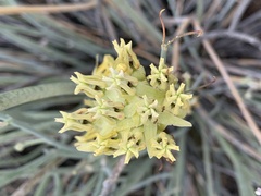 Asclepias subulata