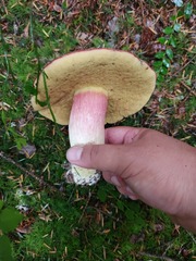 Boletus smithii
