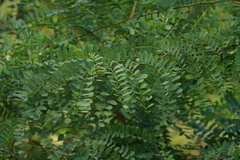 Robinia pseudoacacia