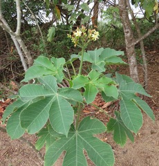 Jatropha