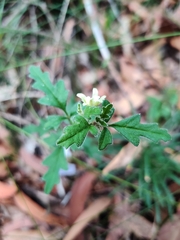 Xanthosia pilosa