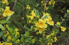Bignoniaceae