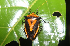 Edessa scutellata