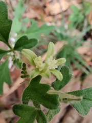 Xanthosia pilosa