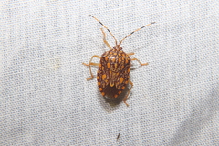 Phalaecus pustulatus