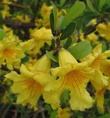Bignoniaceae